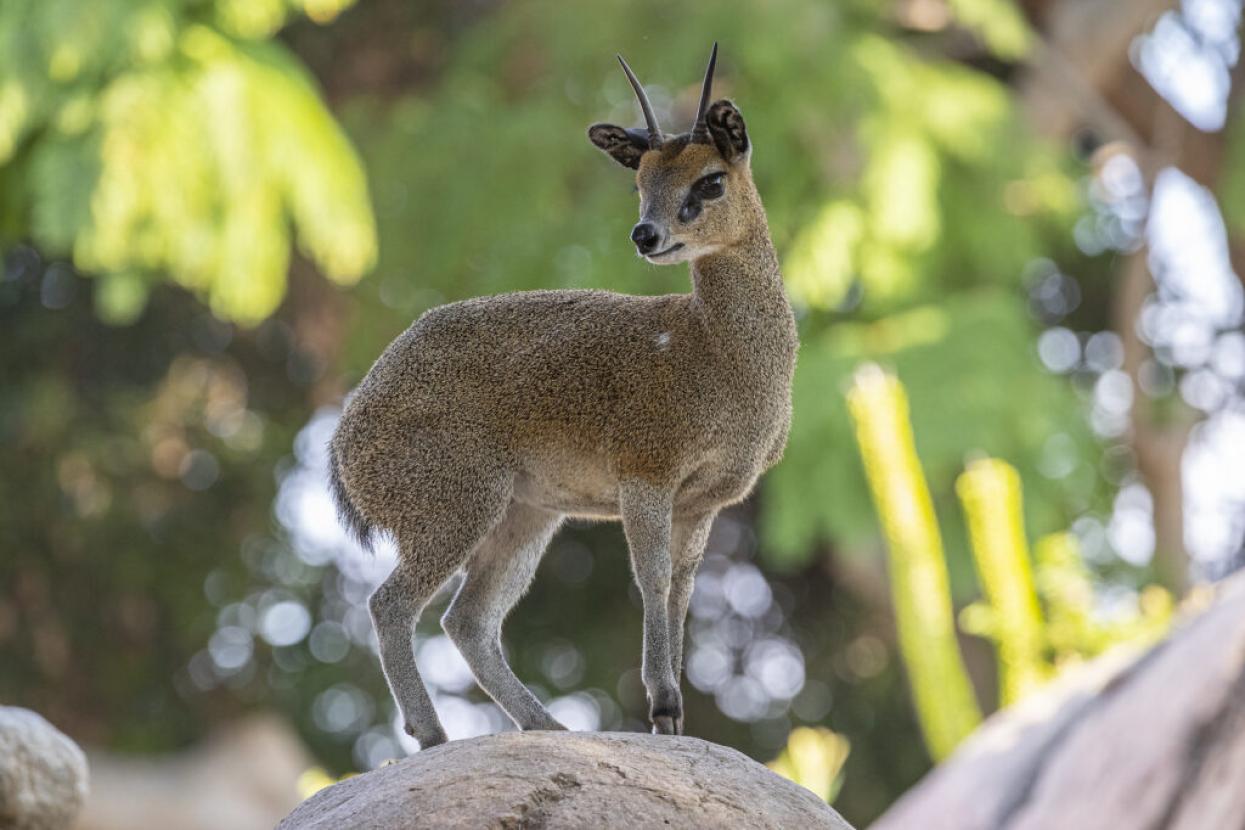 Klipspringer