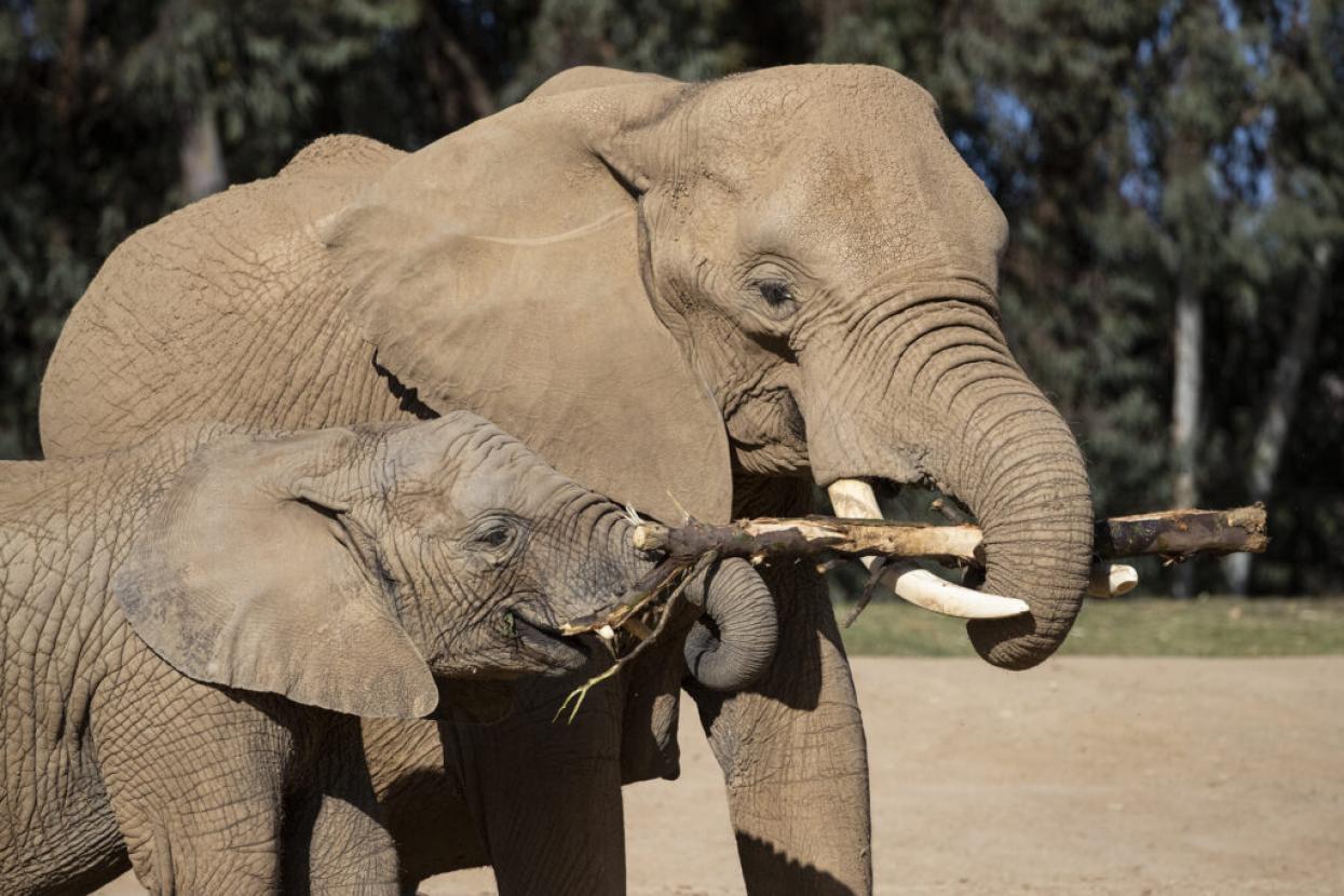 elephant with elephant baby and a stick