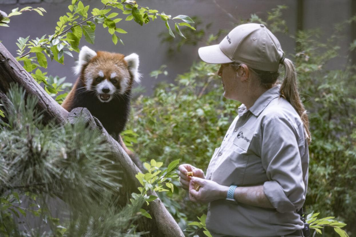 A wildlife care specialist observes a red panda at the San Diego Zoo.