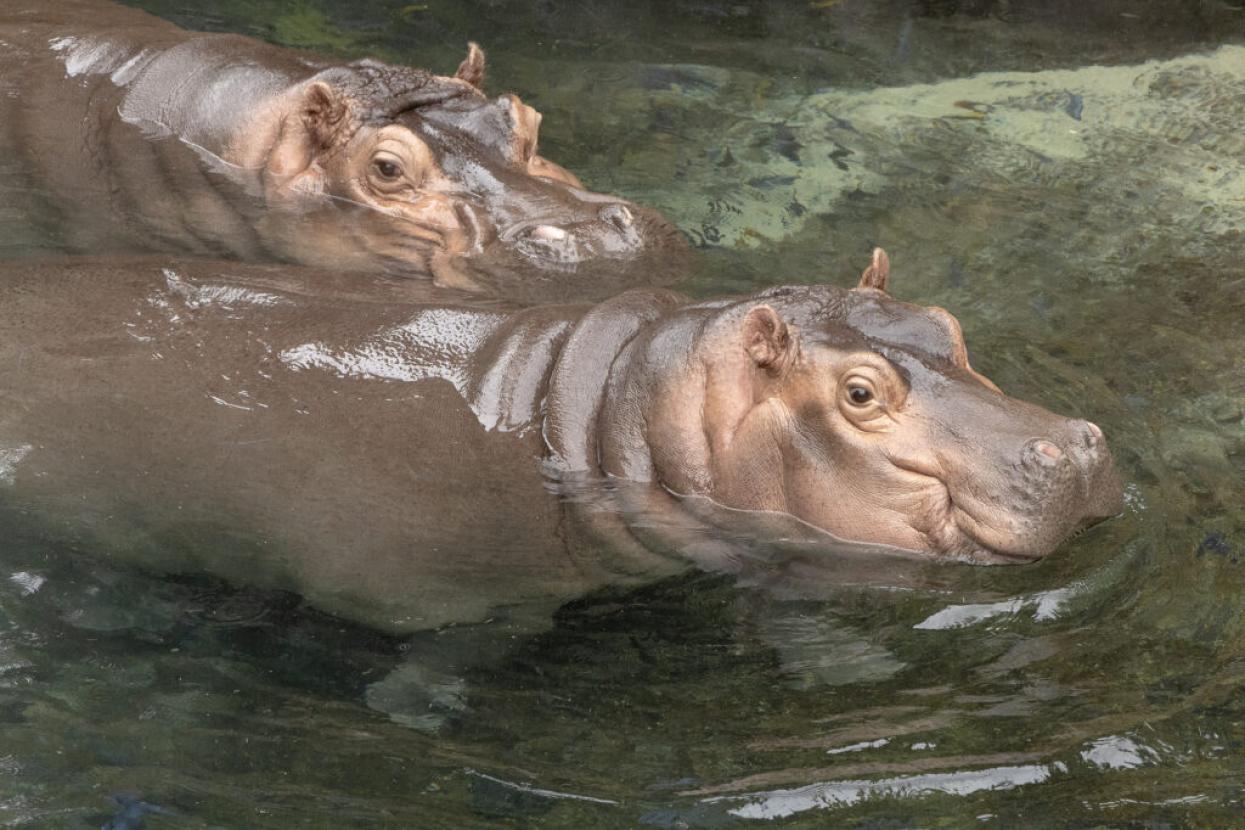 hippos