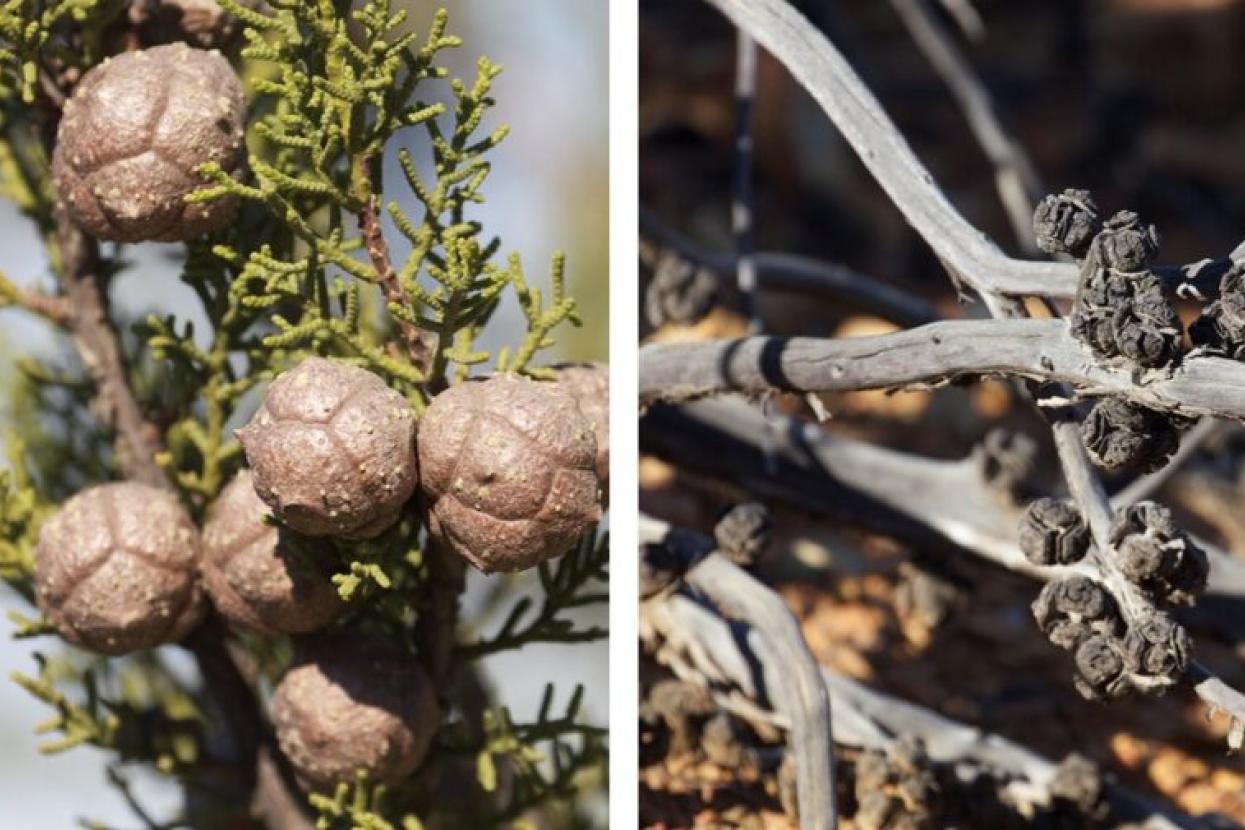 Tecate cypress cones Callitropsis forbsii are tightly sealed (left) until after a fire (right).