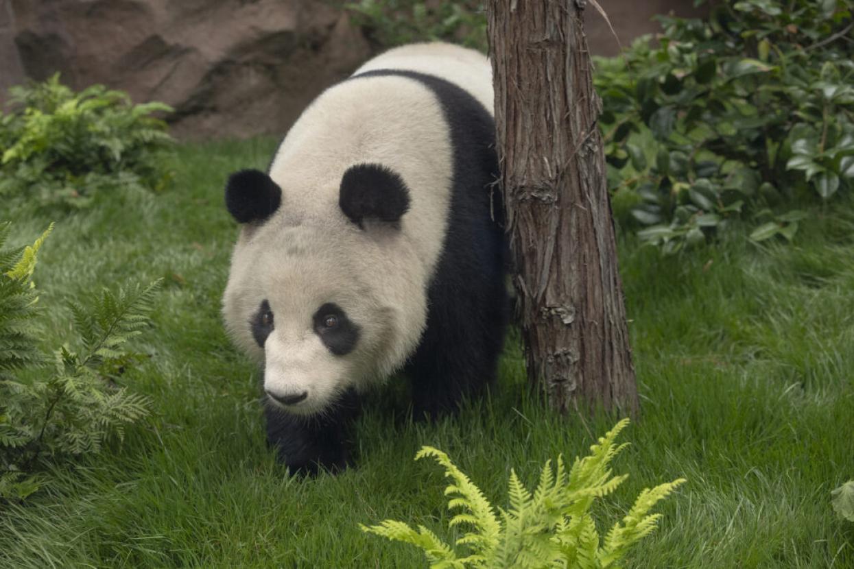 Panda Ridge | San Diego Zoo Wildlife Alliance