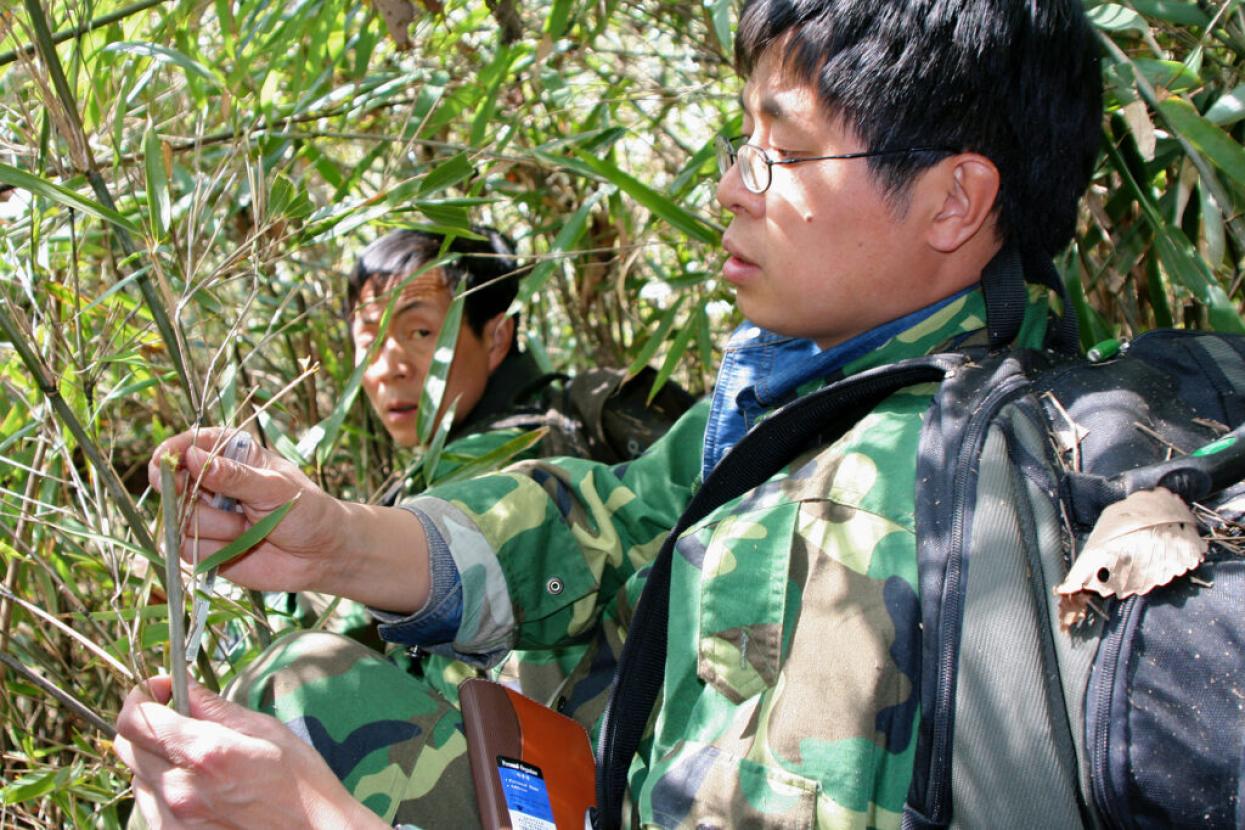 Former SDZWA postdoctoral researcher Zhang Zejun conducts field research on giant panda bamboo foraging.