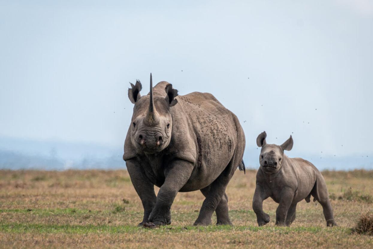 rhino with calf