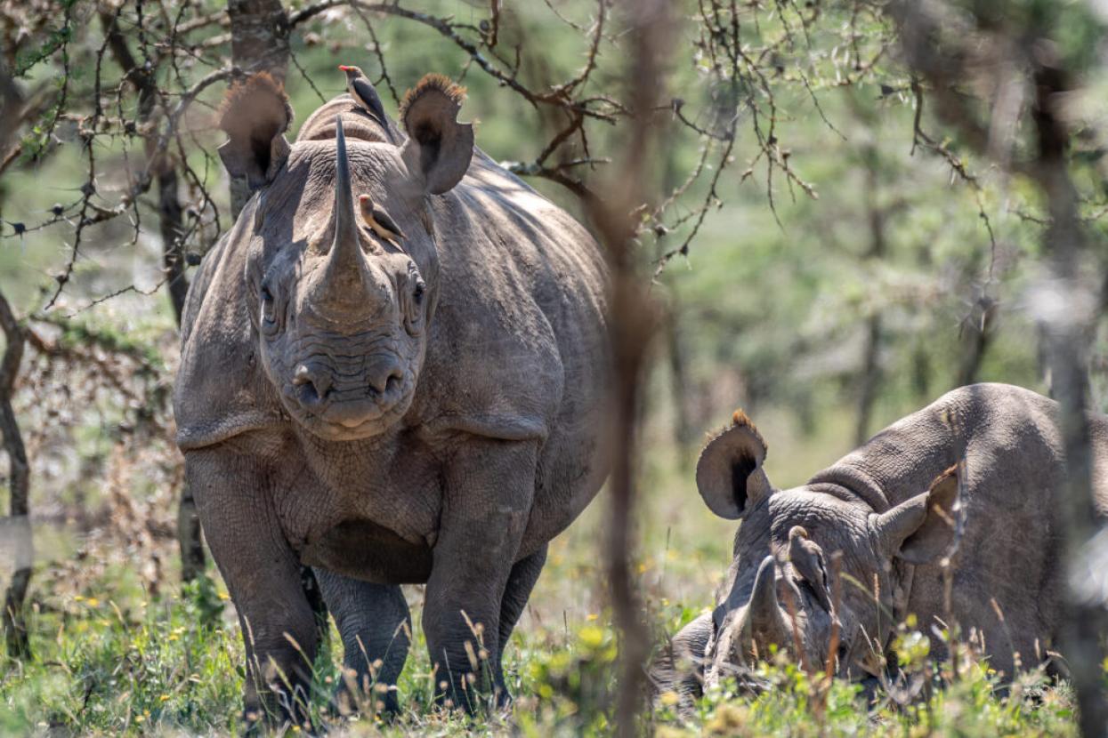 Sound the Horns | San Diego Zoo Wildlife Alliance