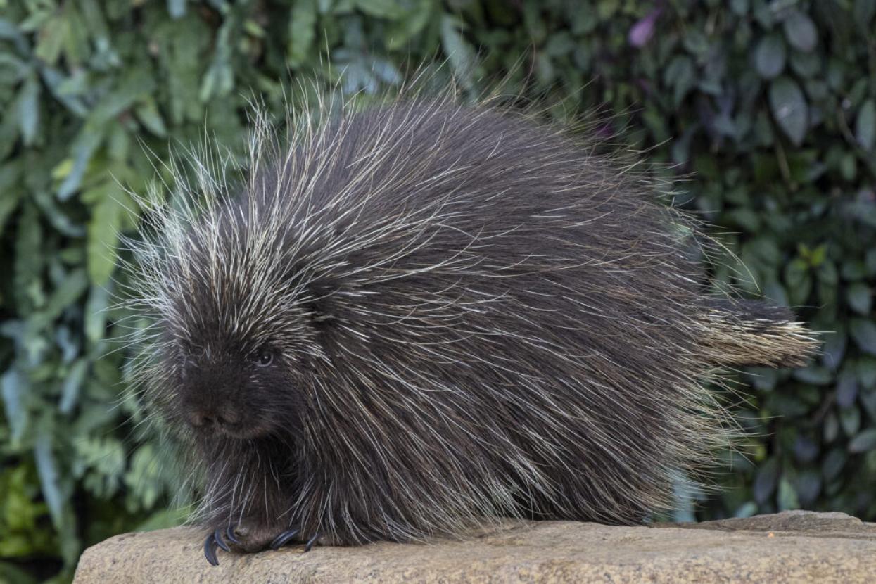 porcupine