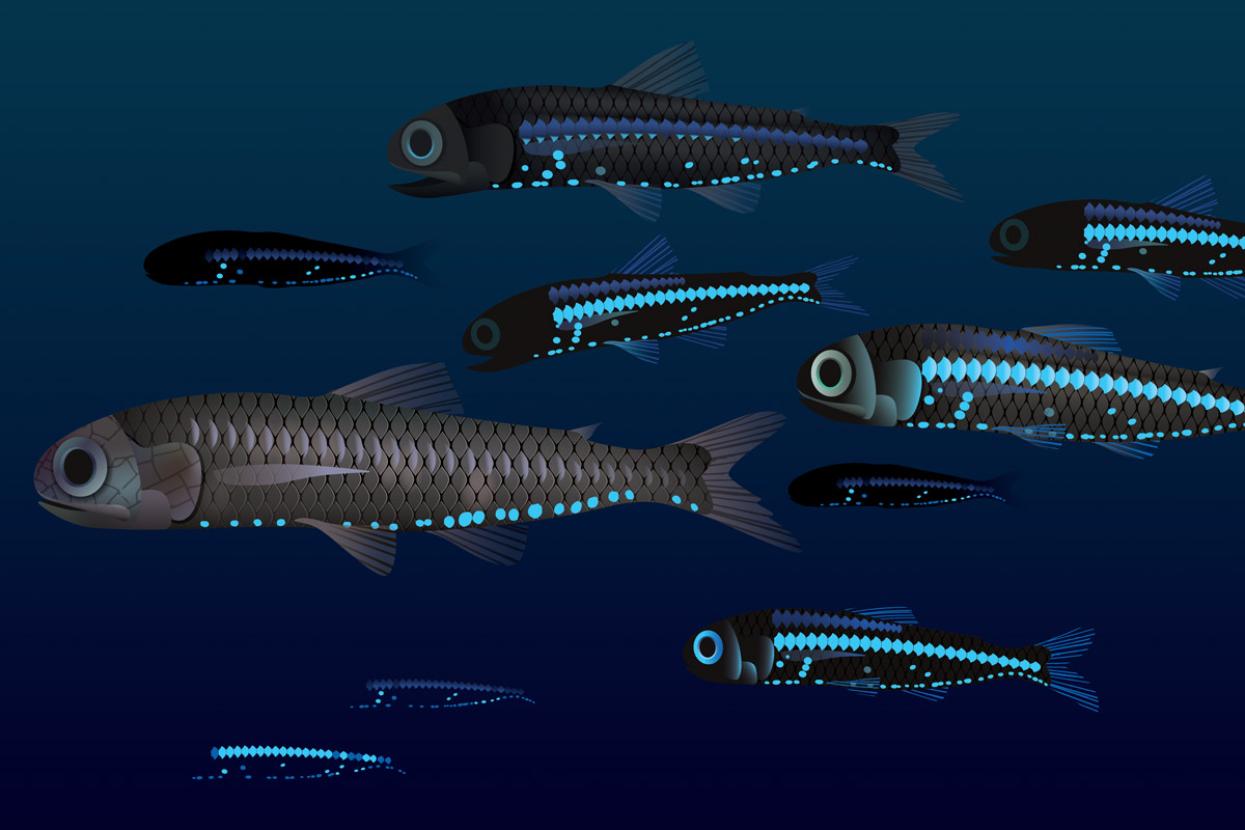 illustrated lanternfish 