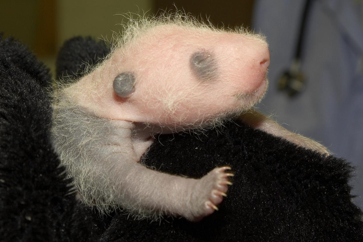Red (and Pink) Alert | San Diego Zoo Wildlife Alliance