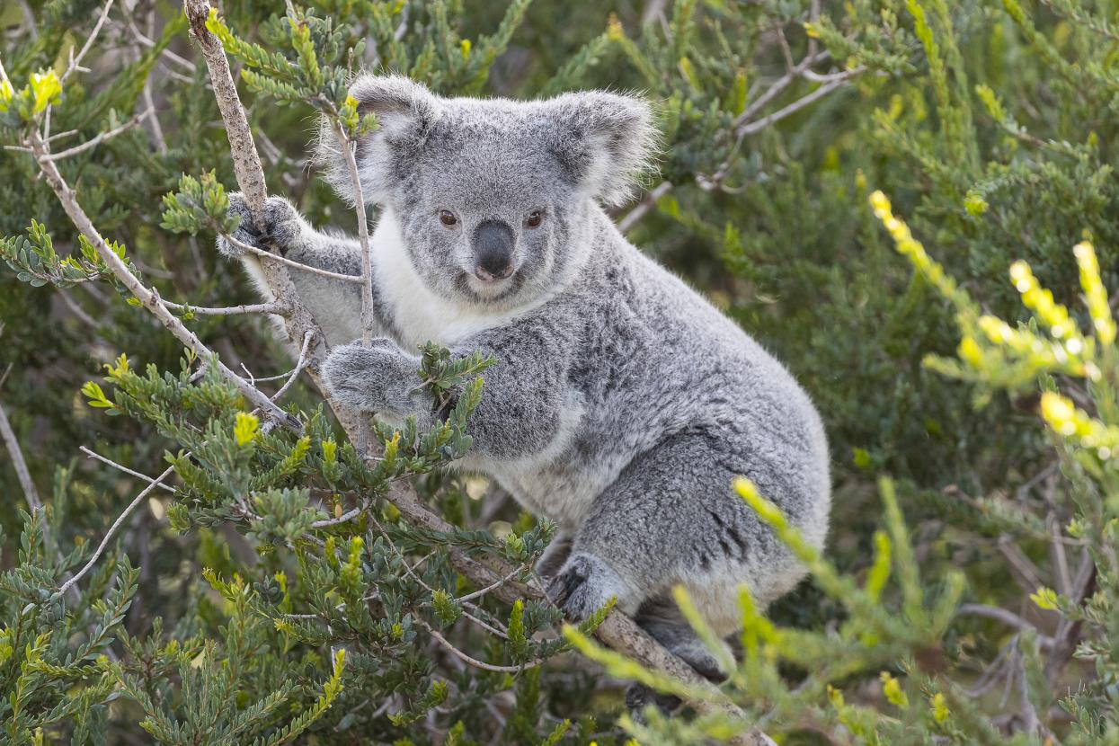 Applying Our Koala-fications | San Diego Zoo Wildlife Alliance