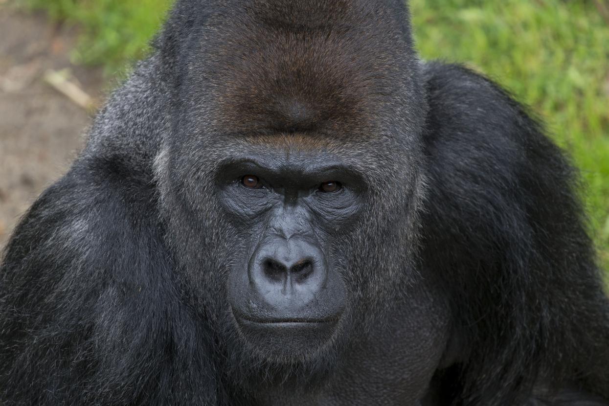 Paul Donn Head and Shoulders