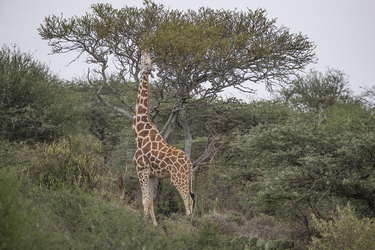 Giraffe and acacia tree