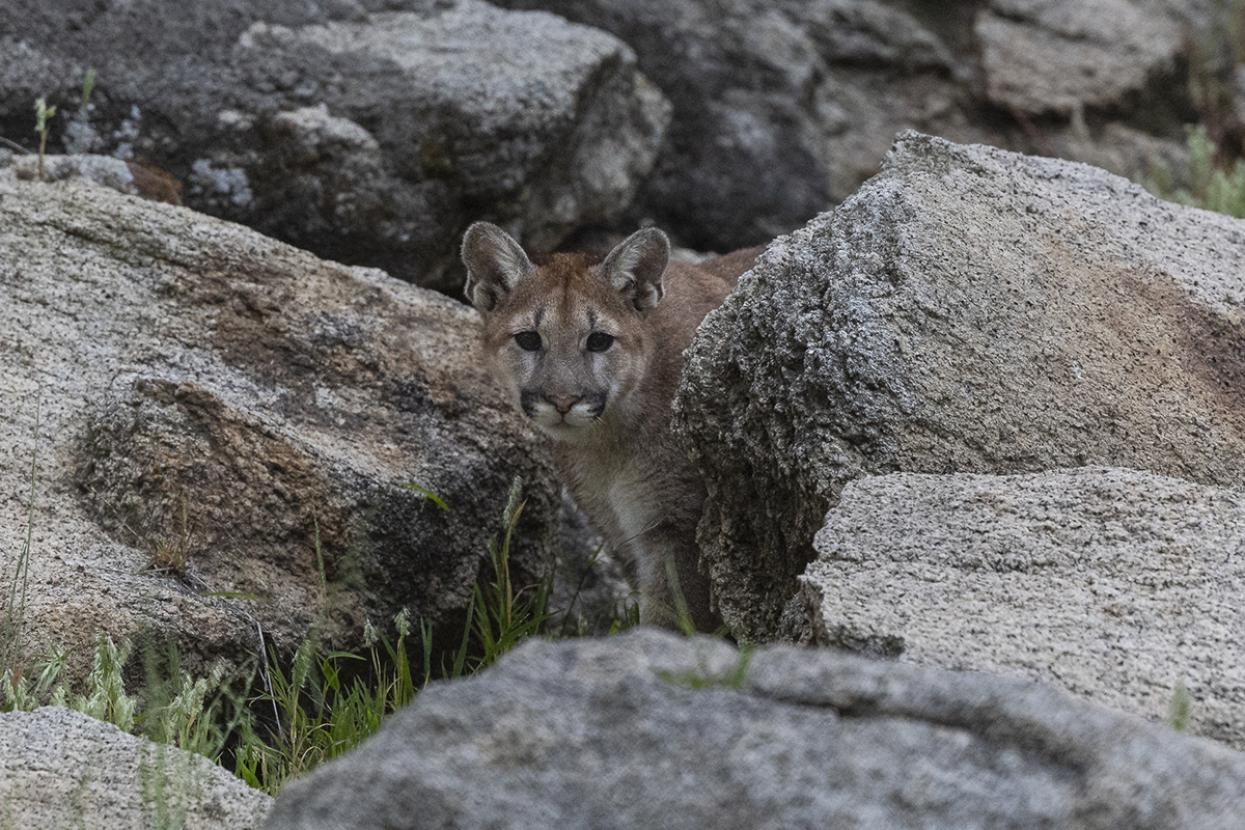 mountain lion Te'oyee blending in between rocks