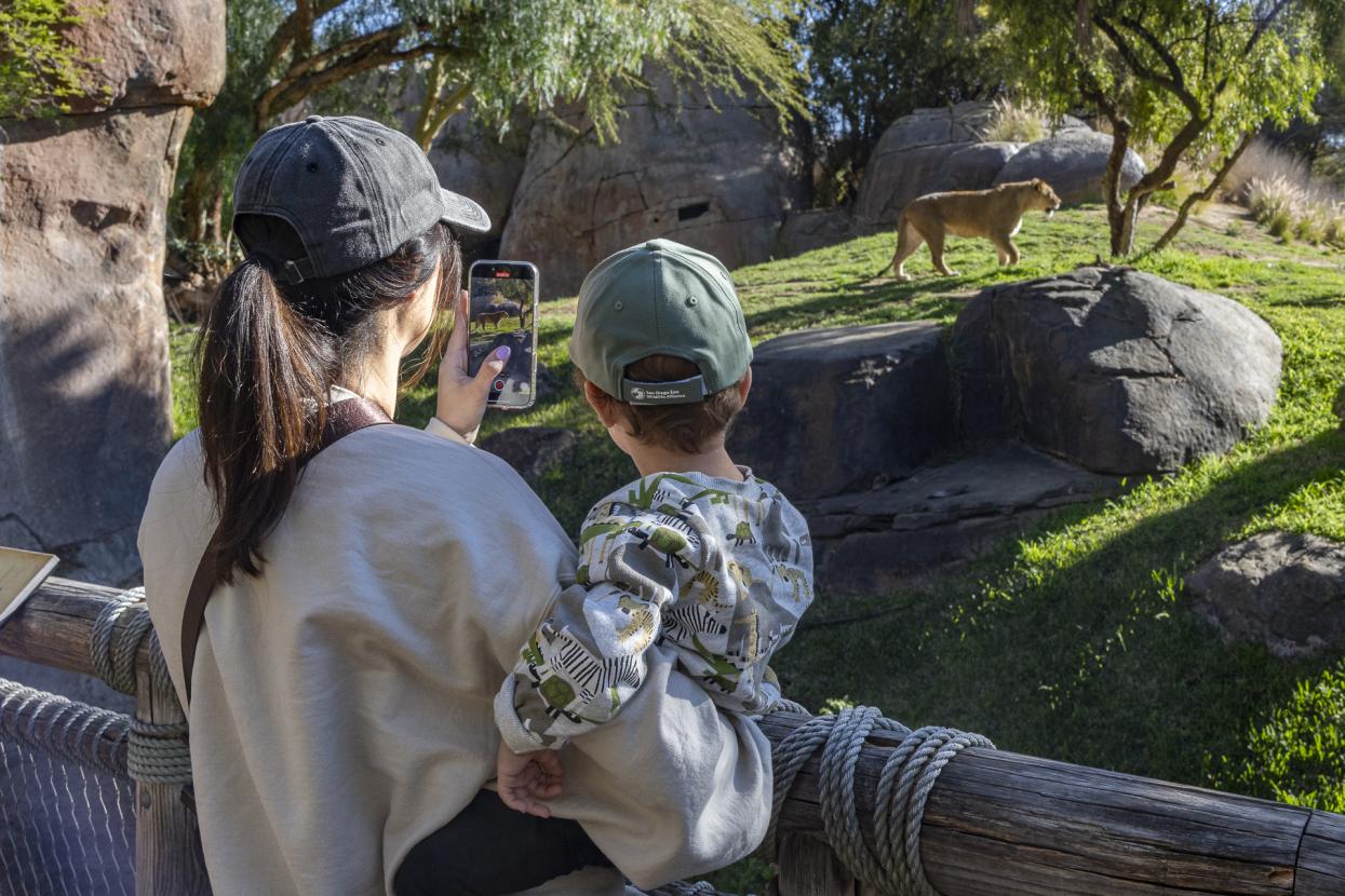 mom and child looking at lion