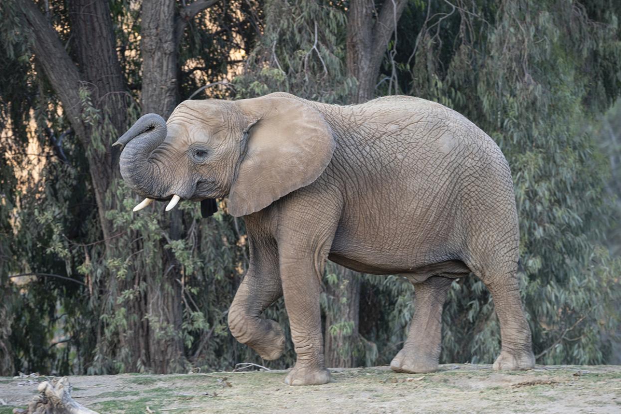 Elephant walking with trunk raised