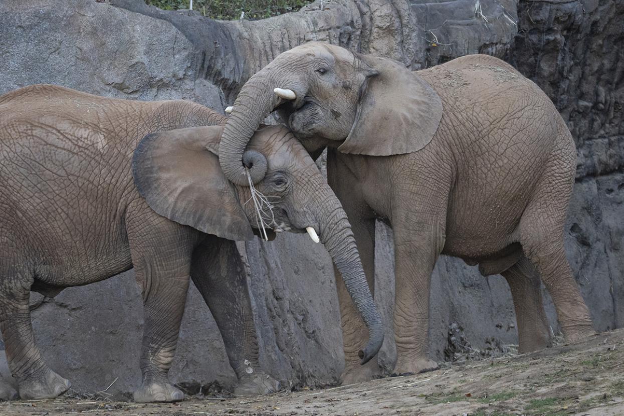 Two elephants together