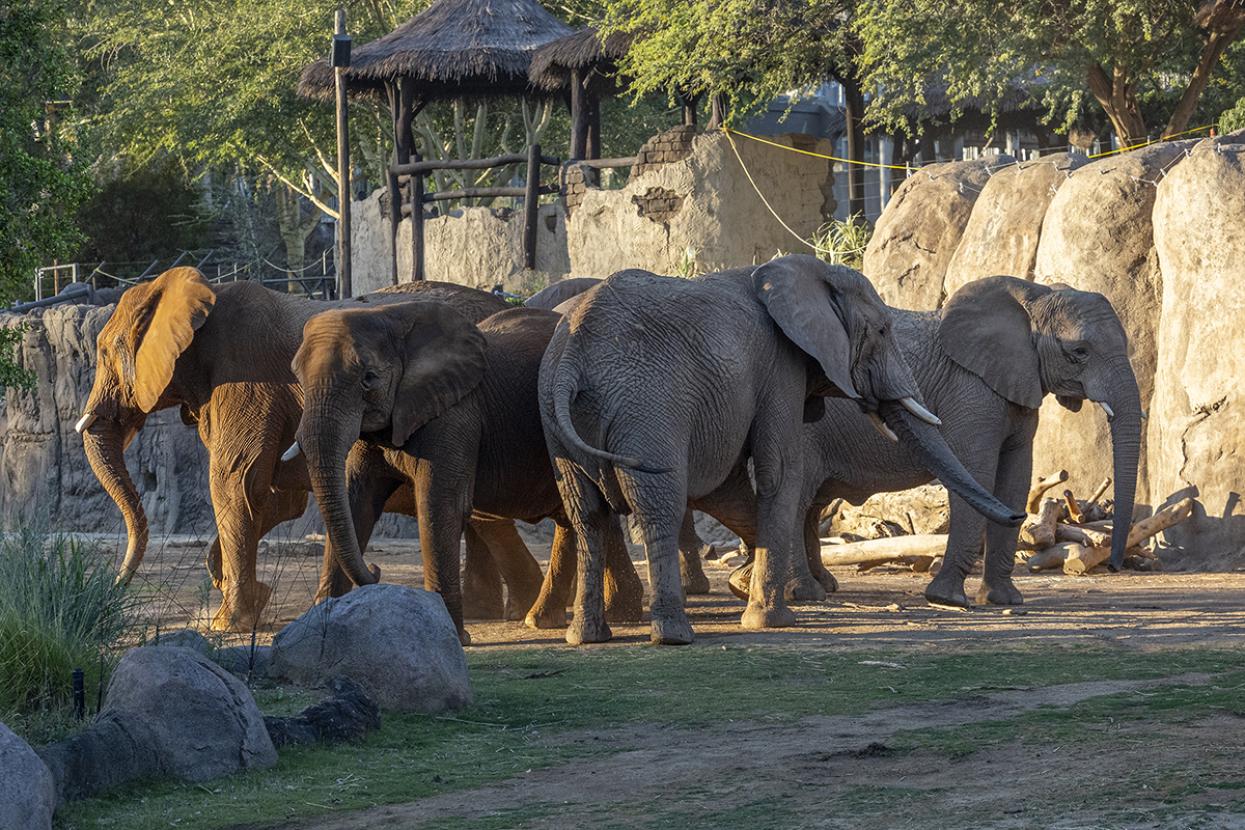 Trunks Together | San Diego Zoo Wildlife Alliance