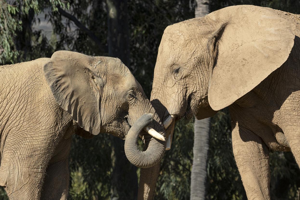 Two elephants facing