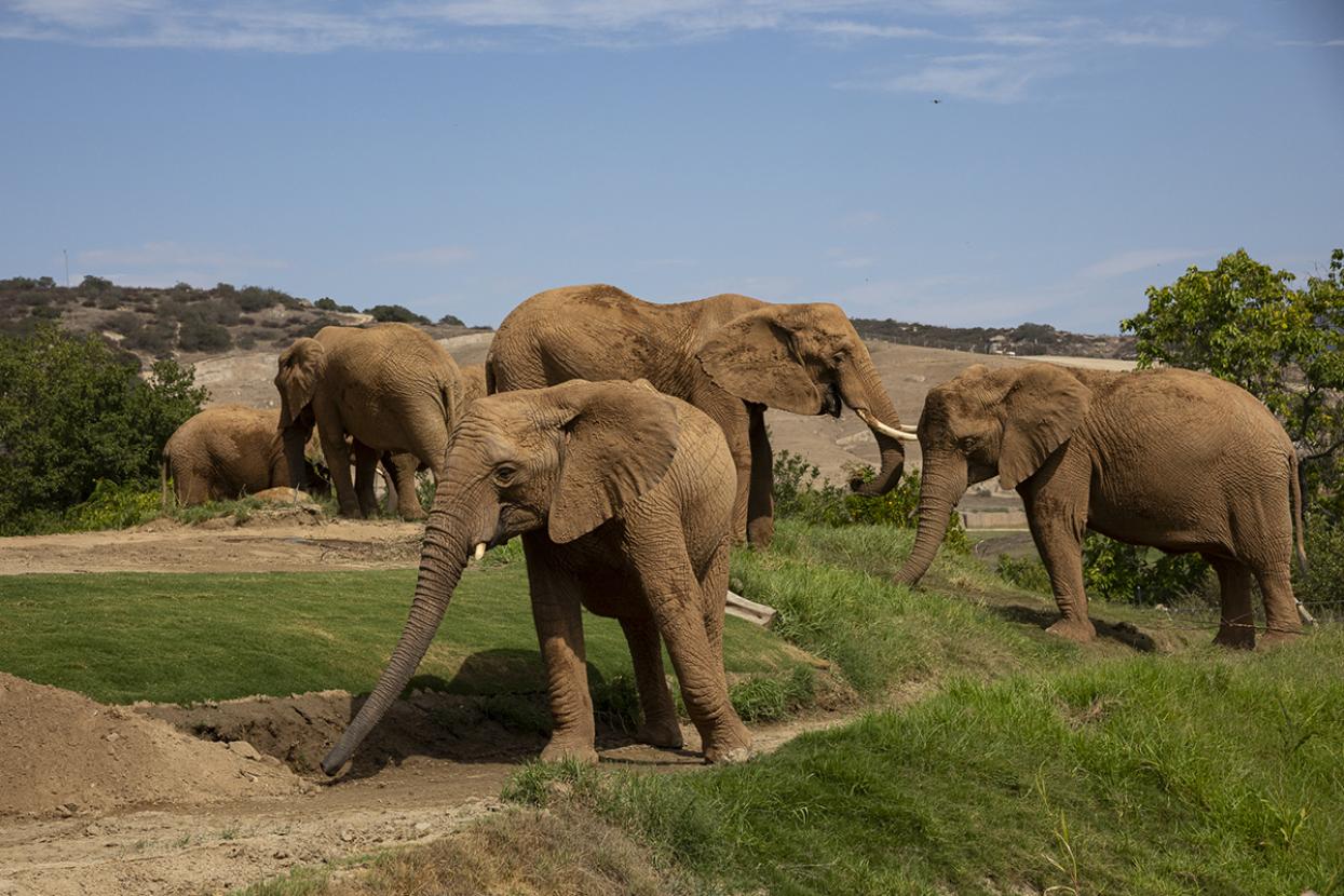 Herd of elephants on hill