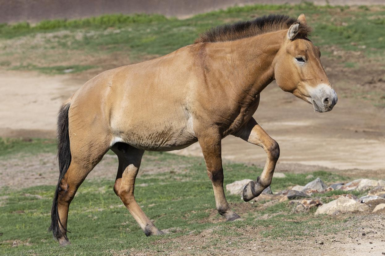 Przewalski's horse