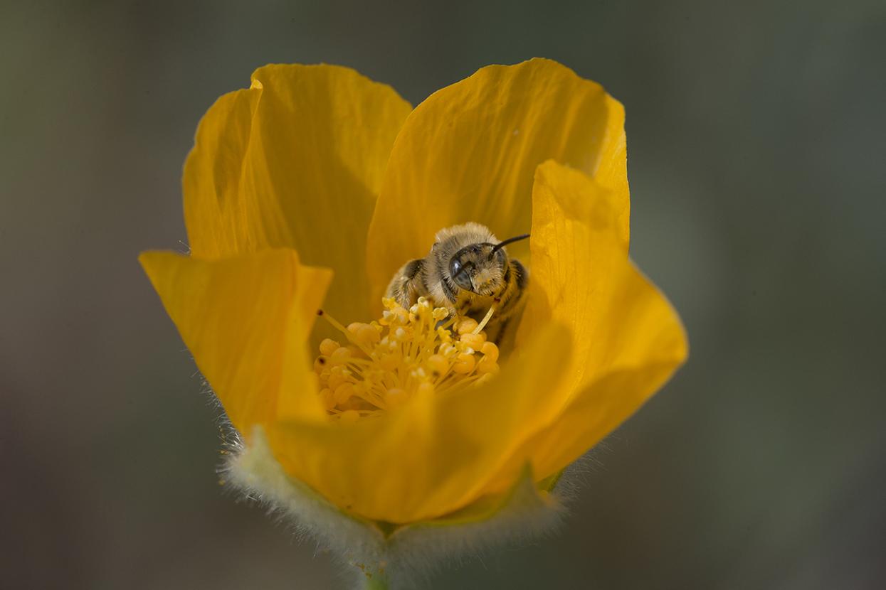 Bee on Palmer's Indian mallow