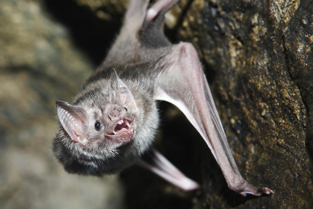 Vampire bat