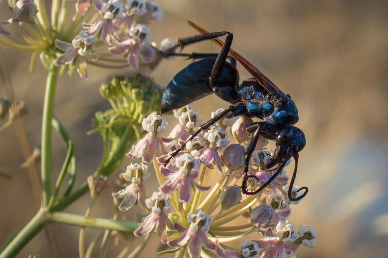 tarantula hawk on flower