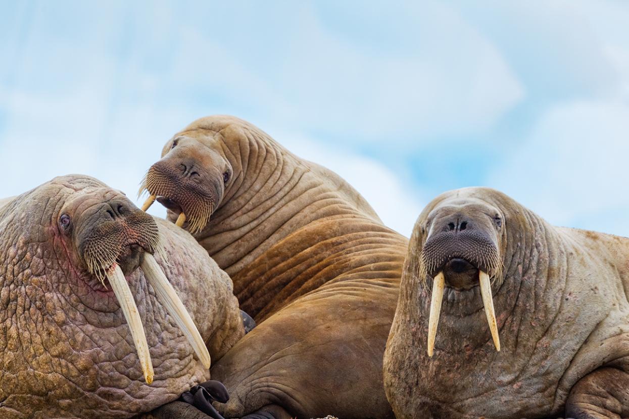 Walruses