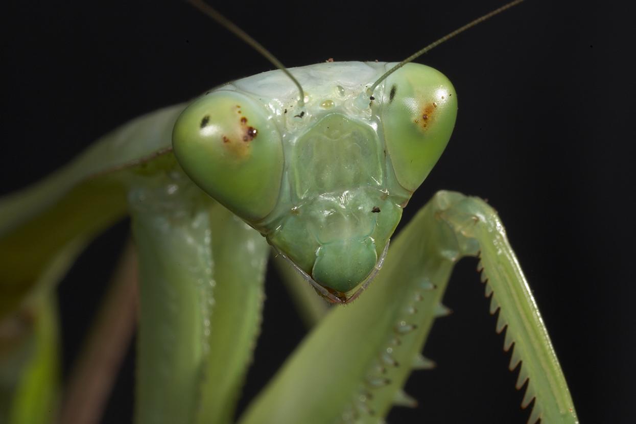 Asian giant praying mantis 