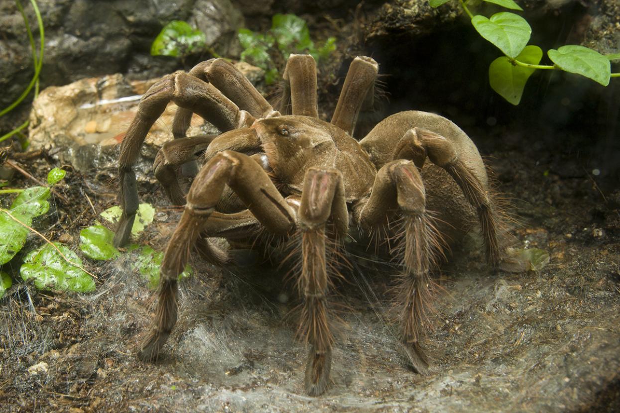 giant bird-eating tarantula