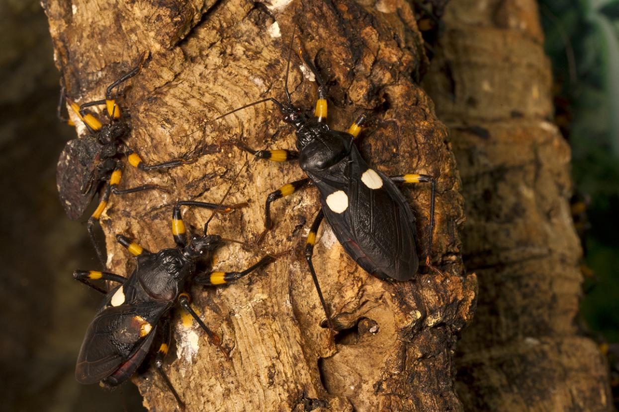 white-spotted assassin bug