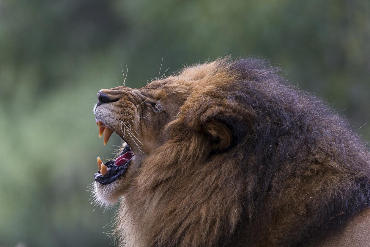 male lion with mouth open