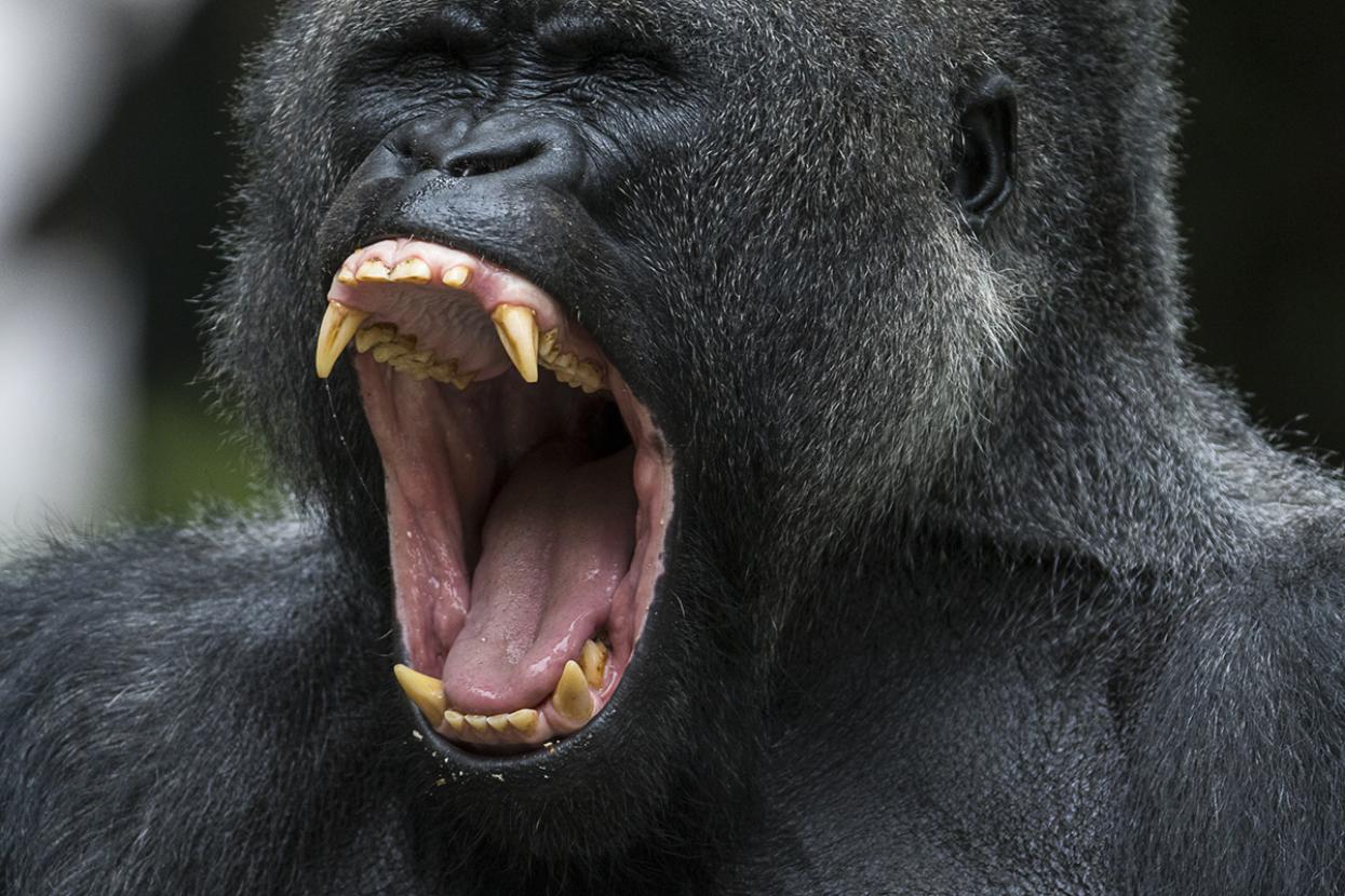 gorilla with mouth open