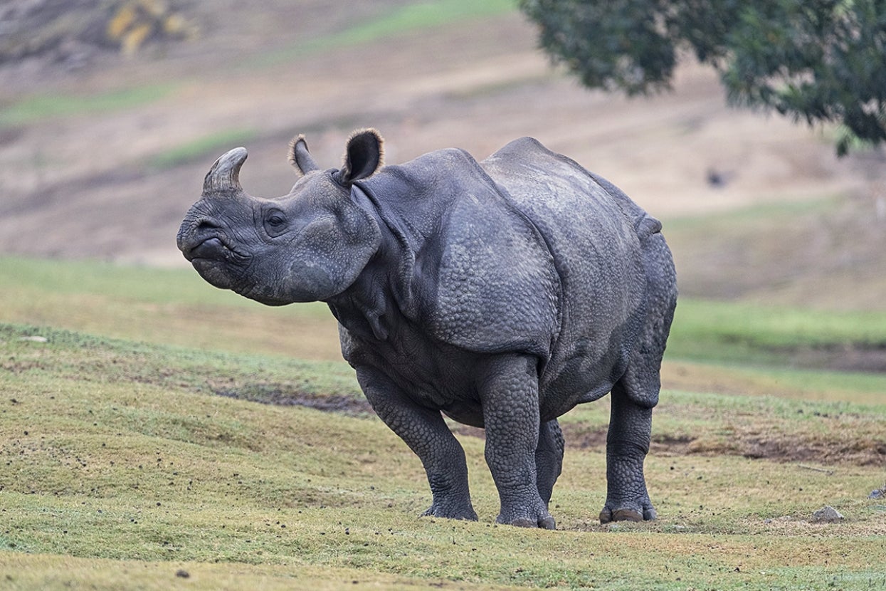 Greater one-horned rhino