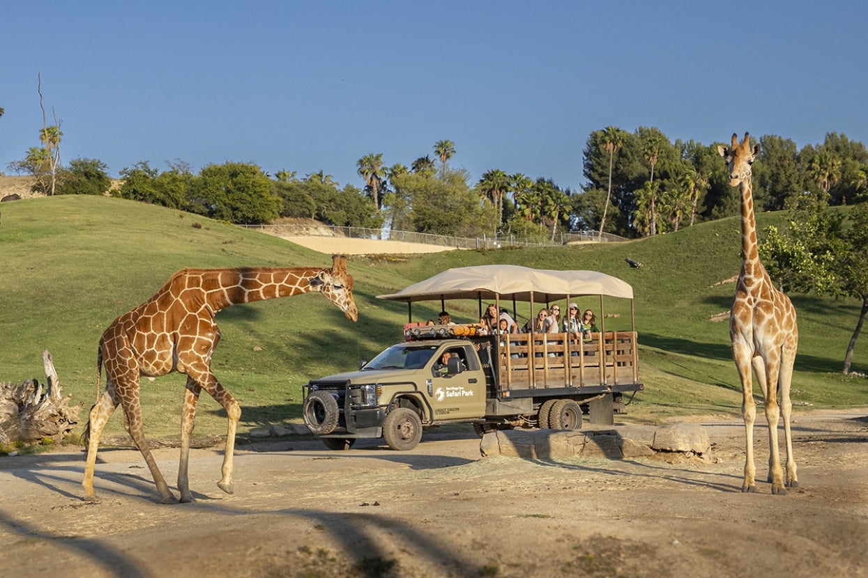 The Flight of a Lifetime | San Diego Zoo Wildlife Alliance