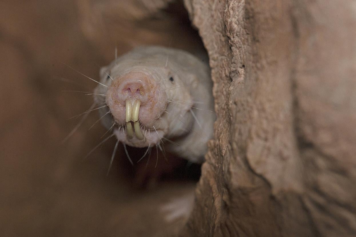 Naked mole rat