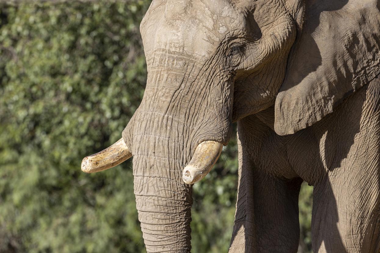 elephant with focus on tusks