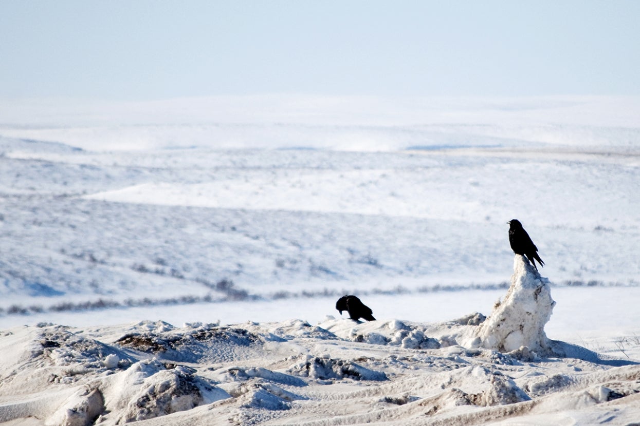Ravens in snow