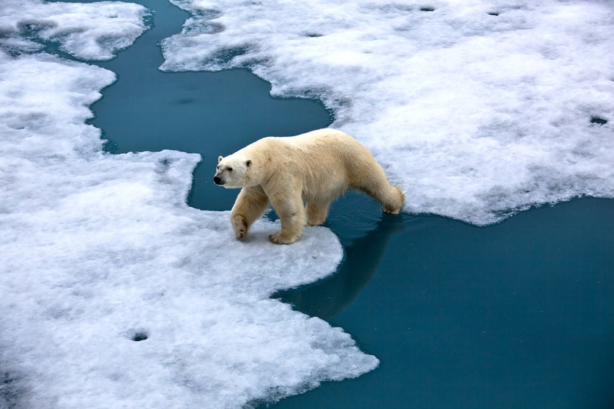 Polar bear walking on ice