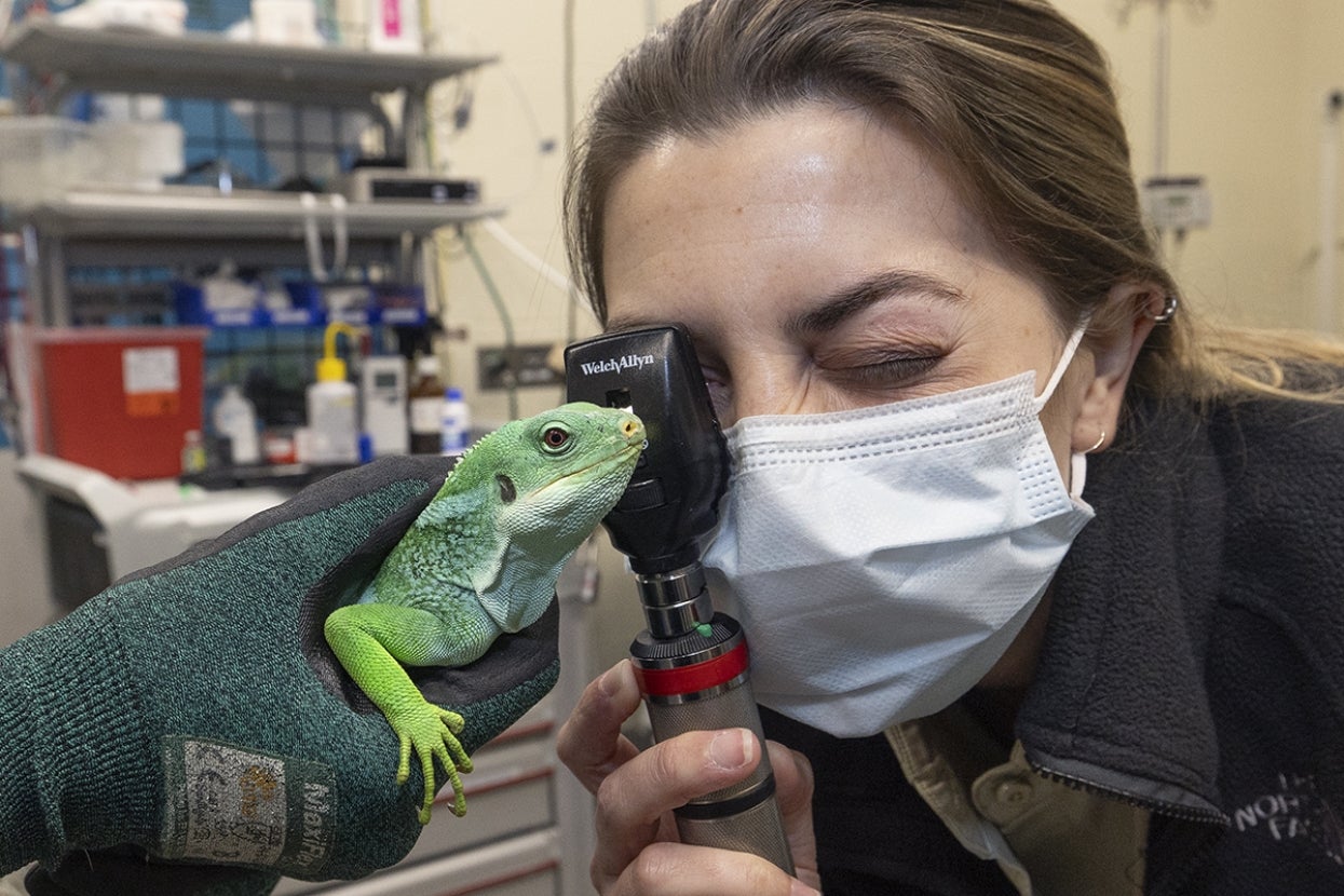 Dr. Amanda Burkes with a Fiji banded iguana