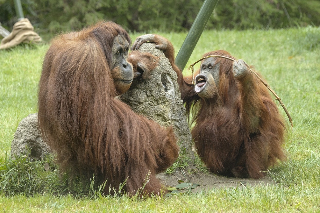 Labu and Karen orangutans