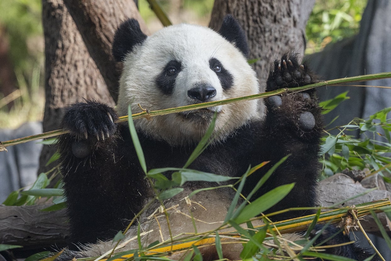 xin bao eating bamboo