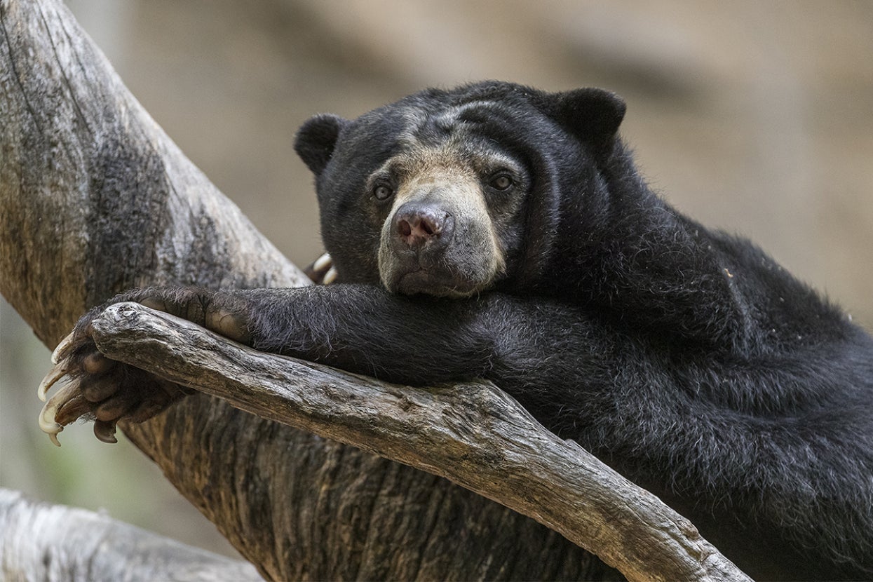 sloth bear