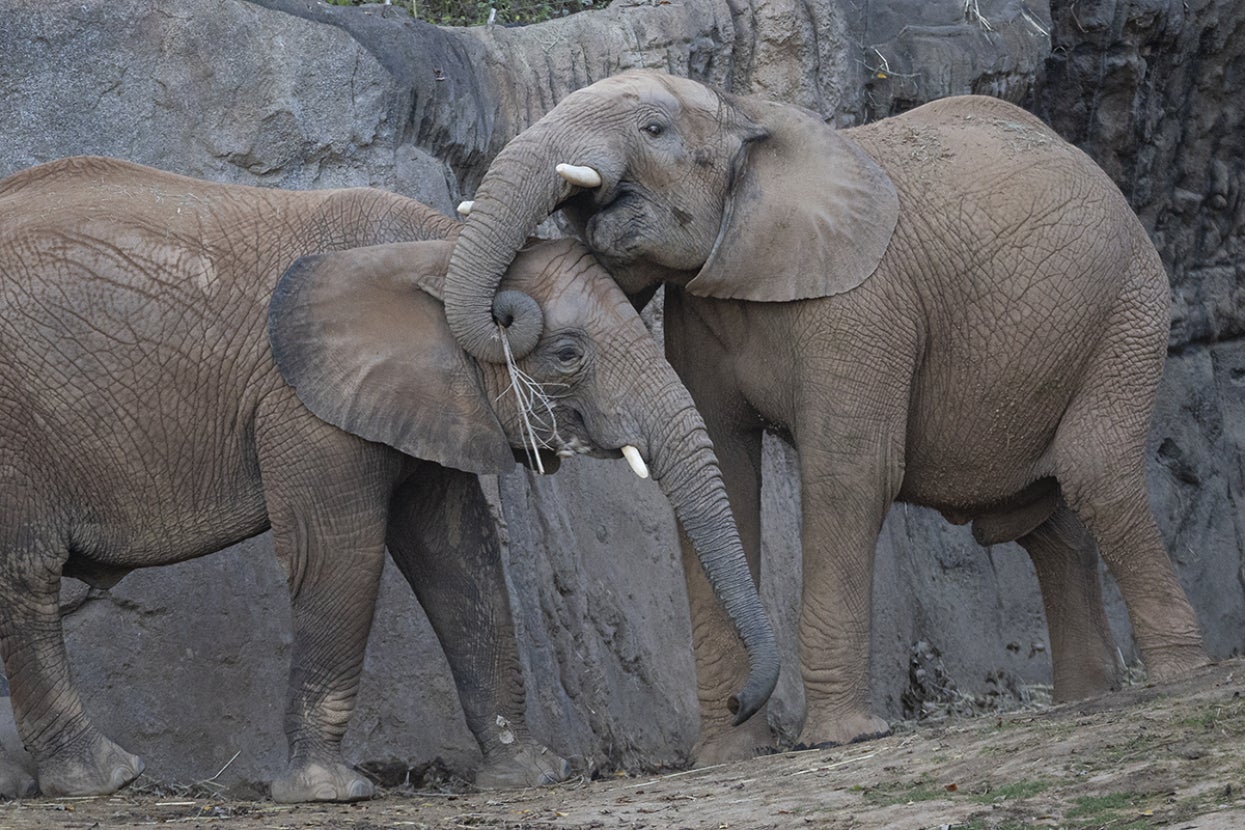 Two young elephants stand next to one another.