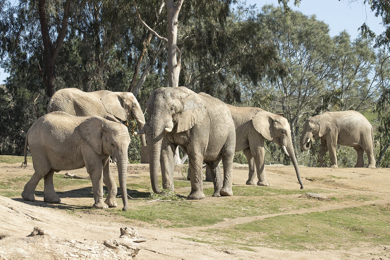 A herd of elephants gather near one another.