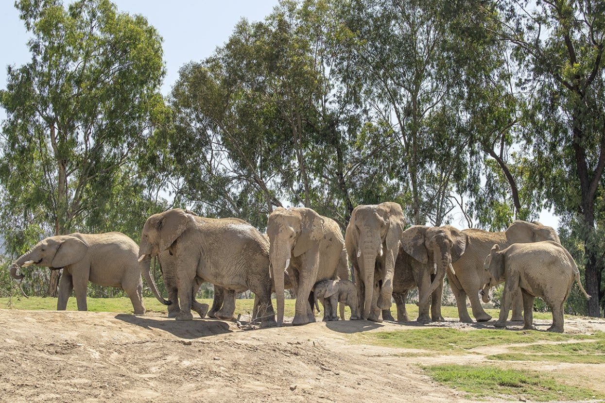 Herd of elephants standing in a line.