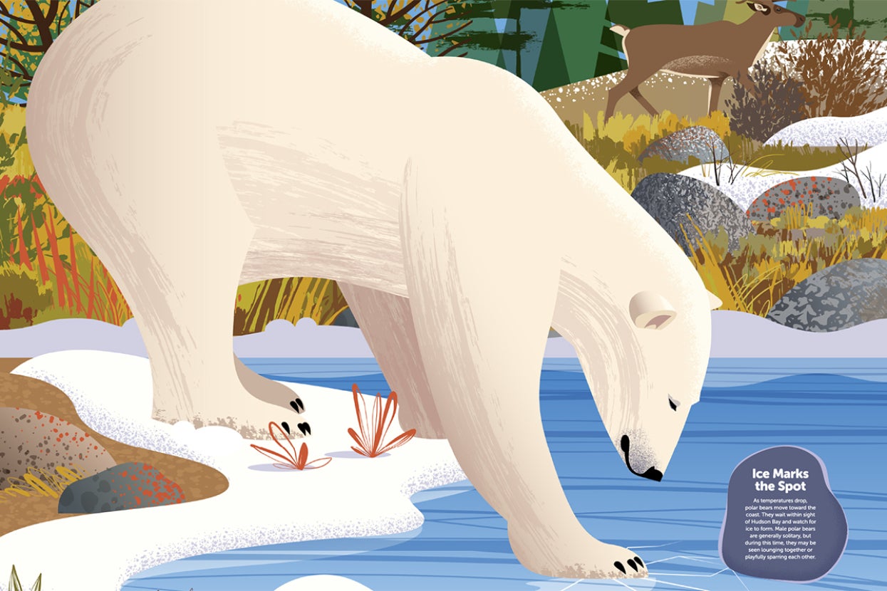 Polar bear stepping onto ice