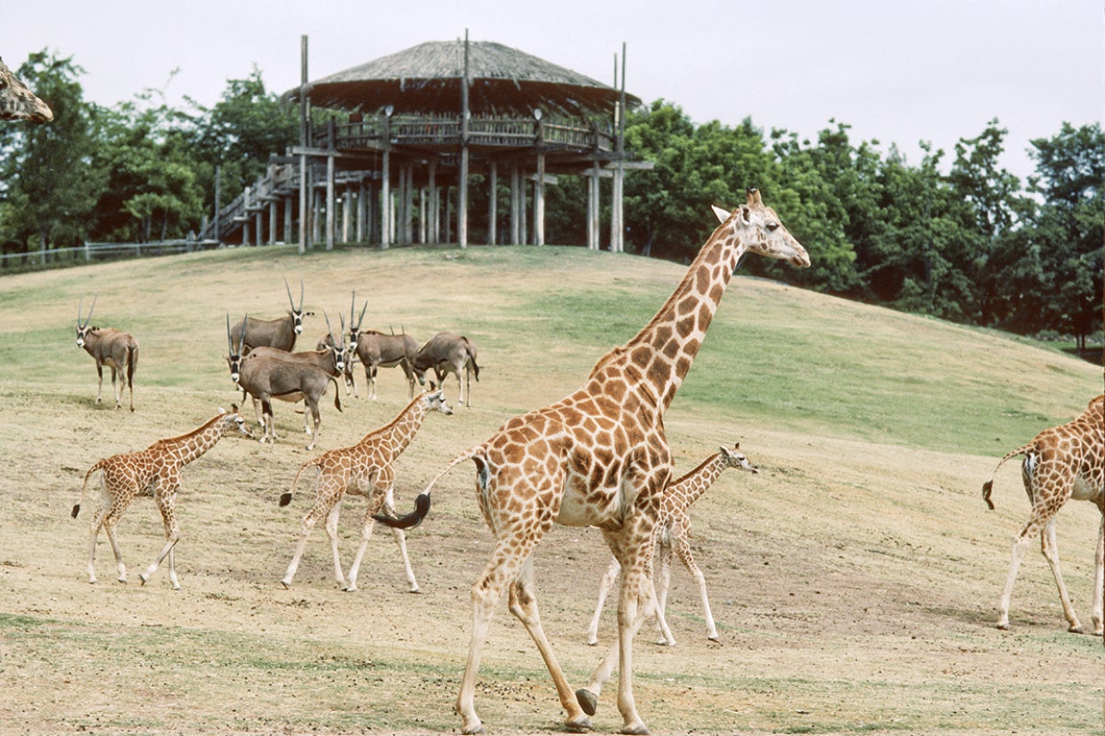 Multi-species field habitat at the Safari Park