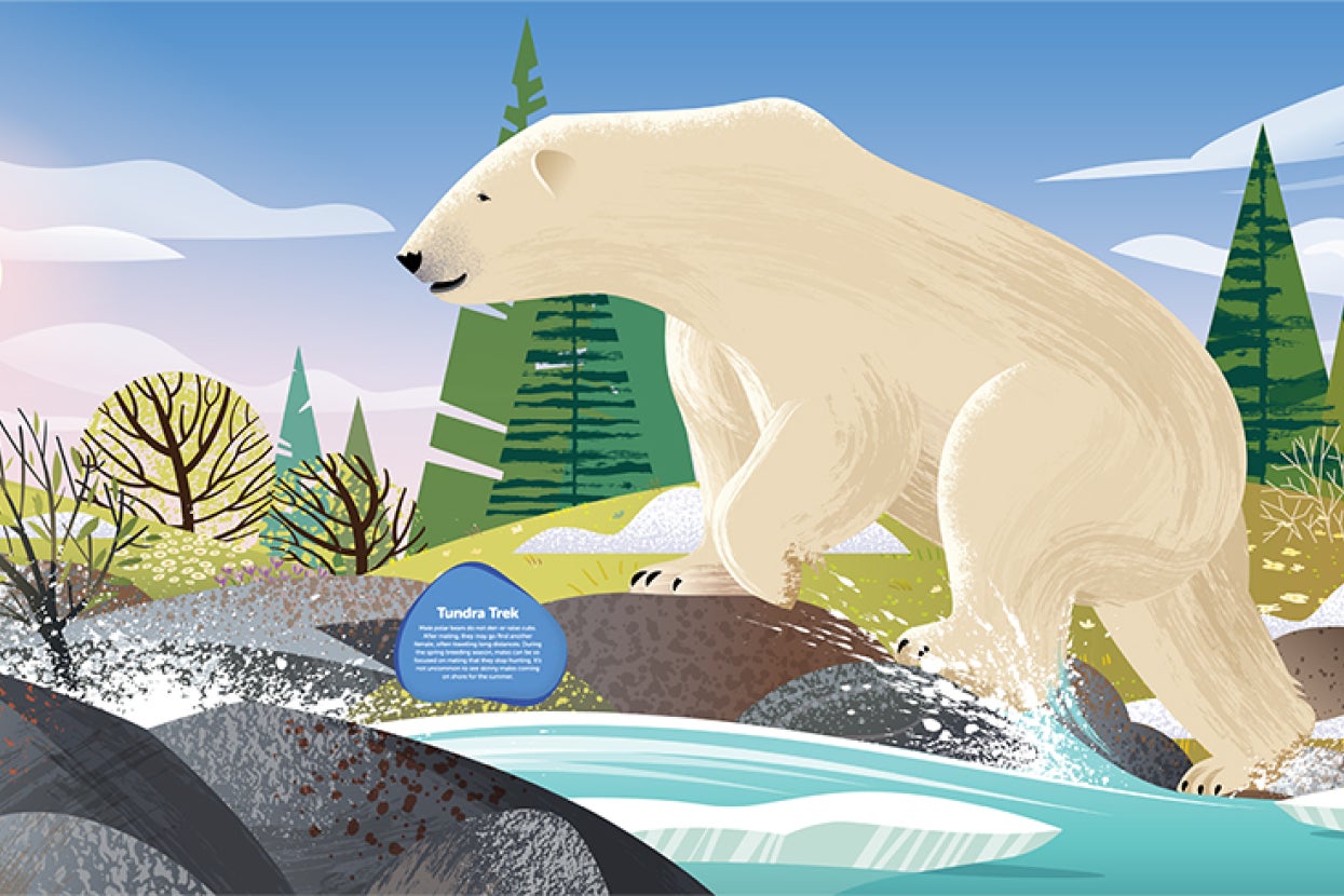 Illustration of polar bear leaving water