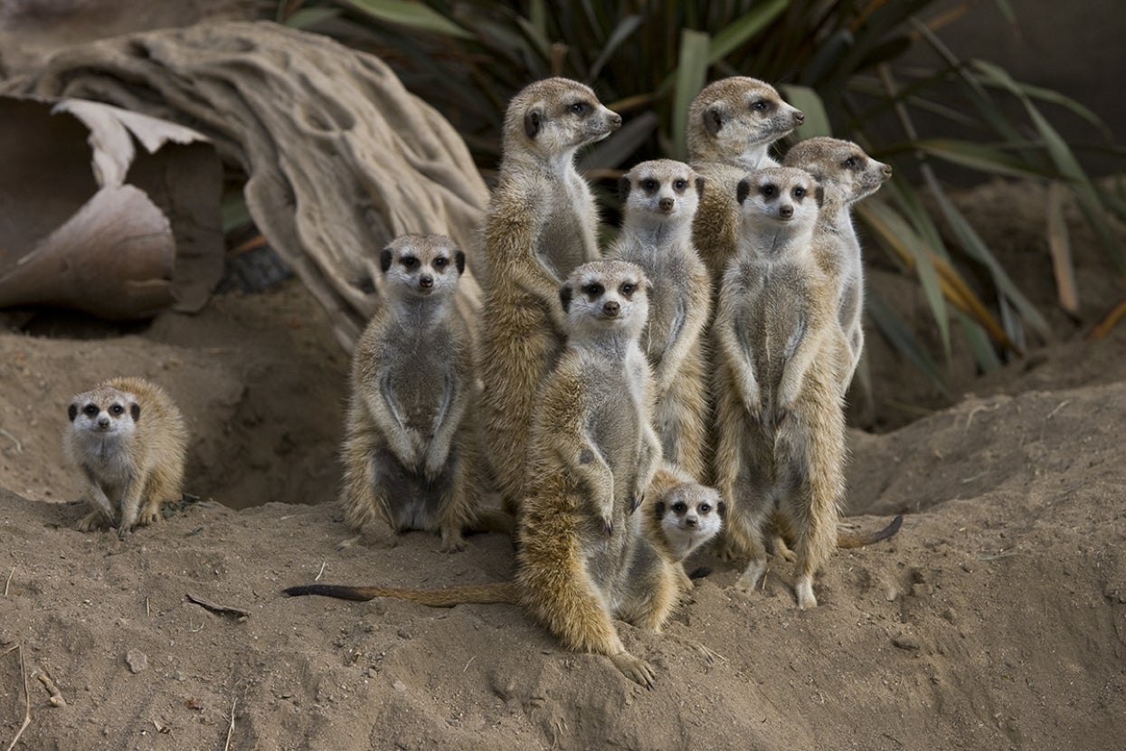 Meerkats