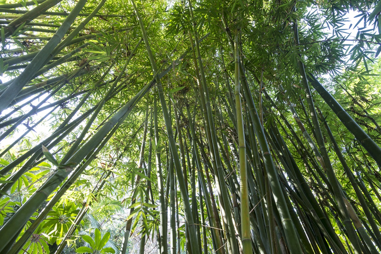 Bamboo